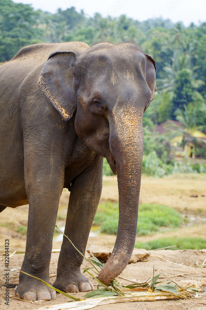 Fototapeta premium sri lanka elephant