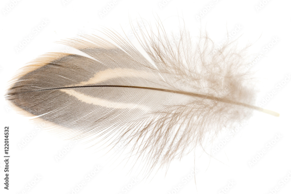 Obraz premium bird feather on white background