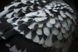 close up detail of spot pigeon wing feather with lov light photo