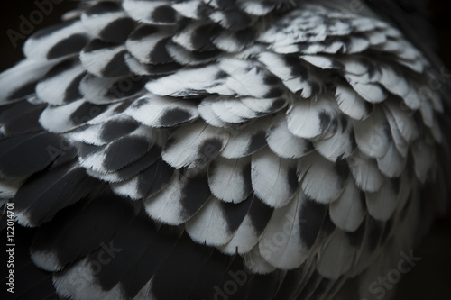 close up detail of spot pigeon wing feather with lov light photo