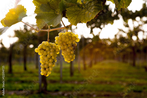 vigna