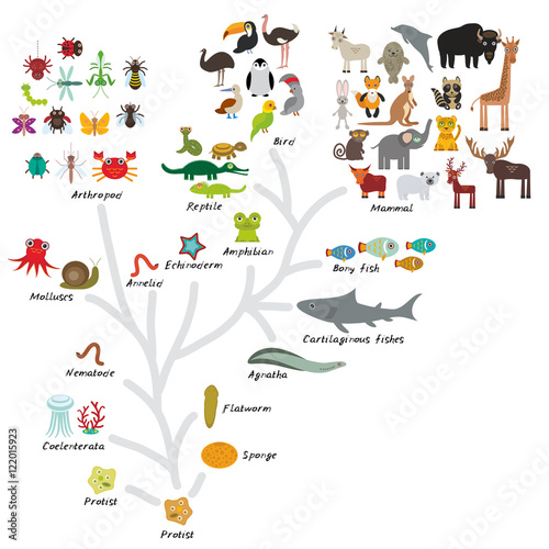 Evolution in biology, scheme evolution of animals isolated on white background. children's education, science. Evolution scale from unicellular organism to mammals. Vector photo