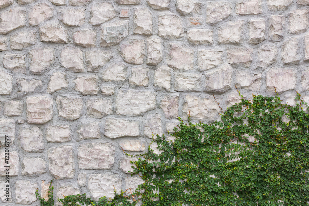 Stone wall and green plant background.