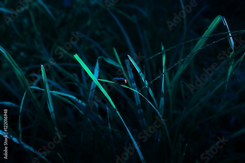 Bluebottle holding on grass.