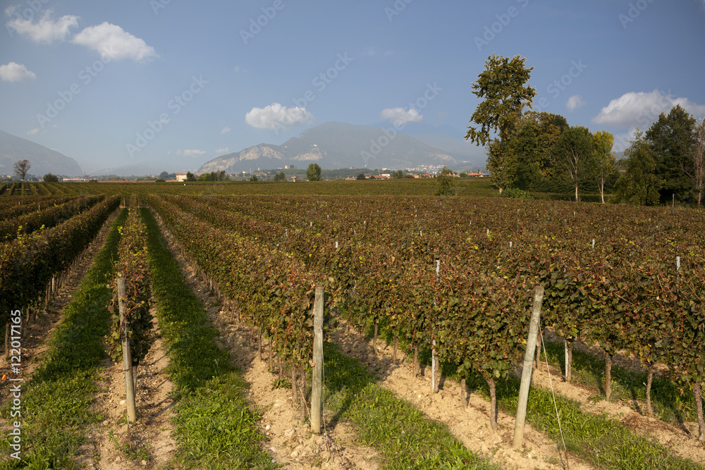 Fototapeta premium Vigna