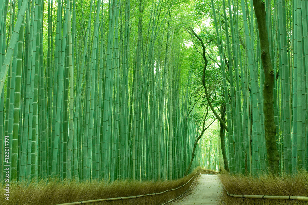 Naklejka premium Las bambusowy w Kioto