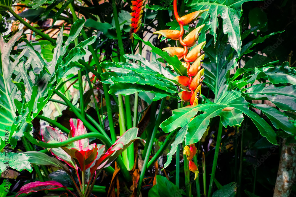 Amazing tropical plants and flowers in fantasy rainforest