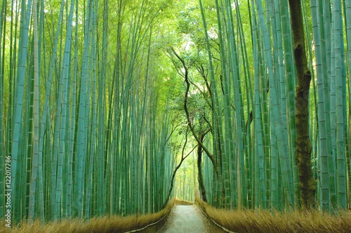 Obraz Las bambusowy z Kioto