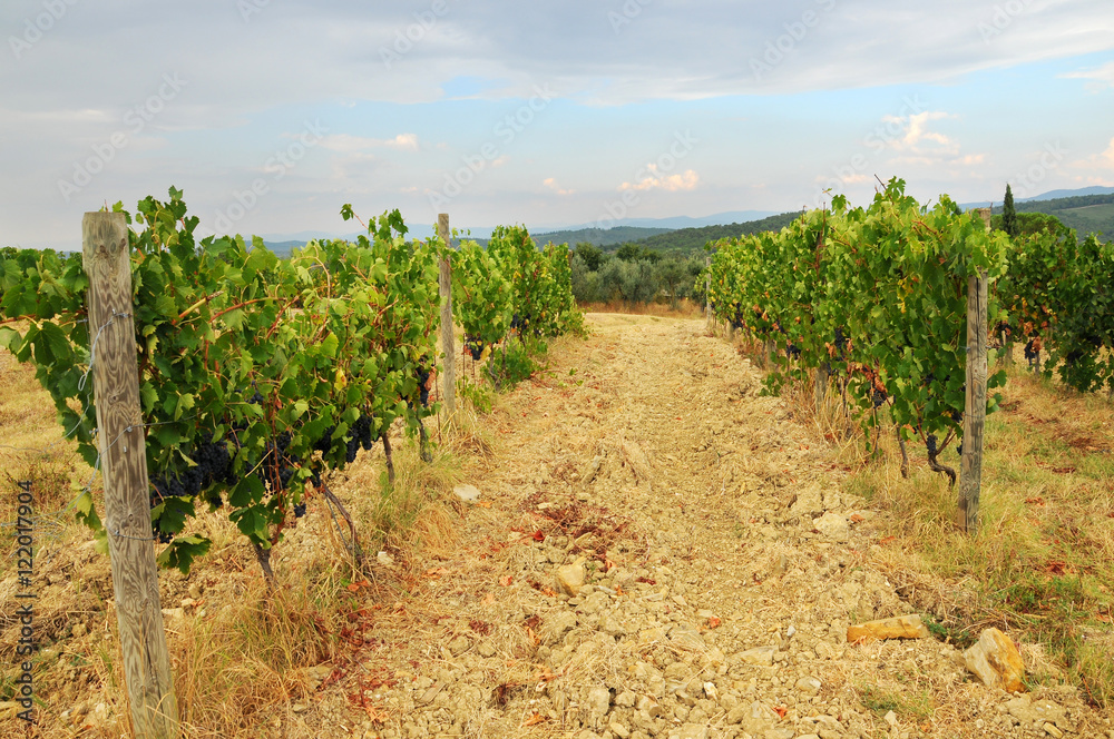 Beautiful Vineyards in Chianti, near Florence, Tuscany, Italy. Autumn Season.