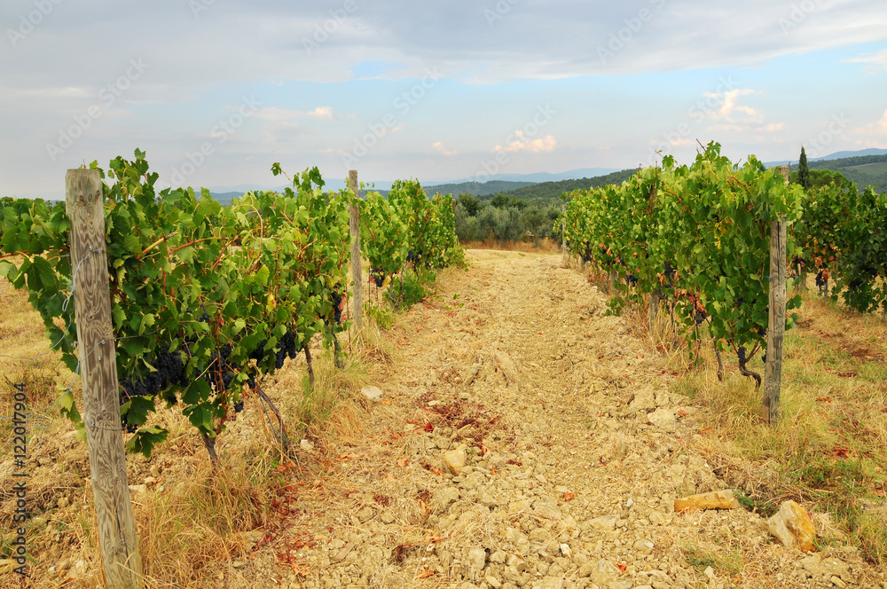 Beautiful Vineyards in Chianti, near Florence, Tuscany, Italy. Autumn Season. Beautiful Vineyards in Chianti, near Florence, Tuscany, Italy. Autumn Season.