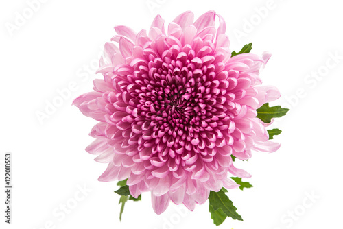 Fototapeta Naklejka Na Ścianę i Meble -  chrysanthemum flower