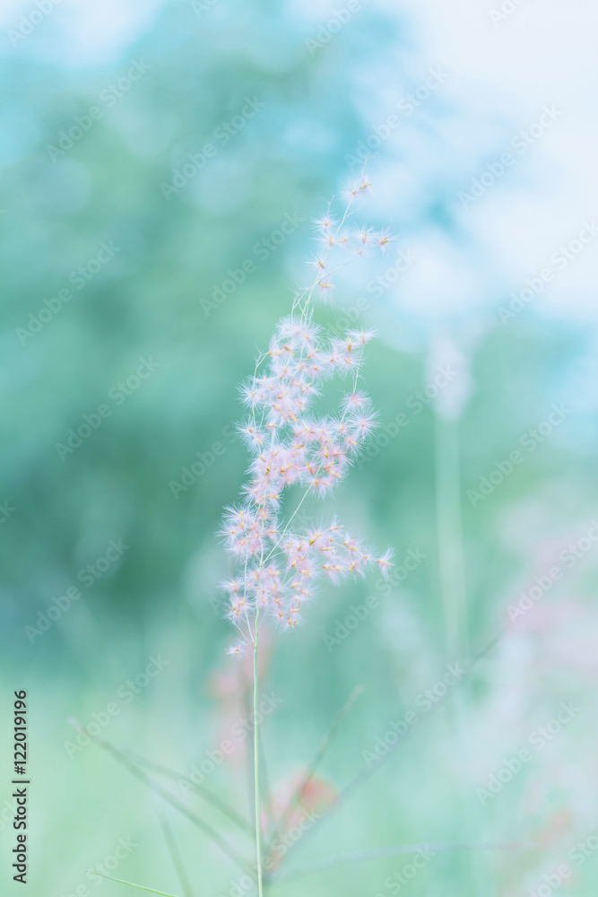 Obraz premium Flower grass in outdoor, vintage background