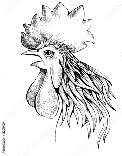 profile of rooster