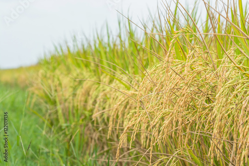 Rice field ( Jasmine rice ) © Ammak