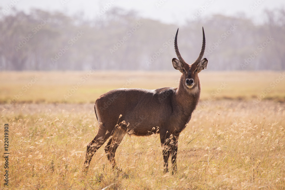 Waterbuck in Lake Samburu National Park, Kenya Waterbuck in Lake Samburu National Park, Kenya