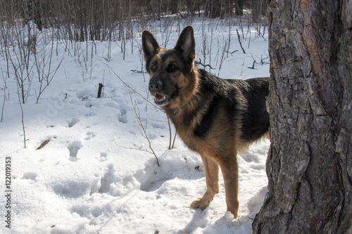 German shepherd dog on snow in winter day