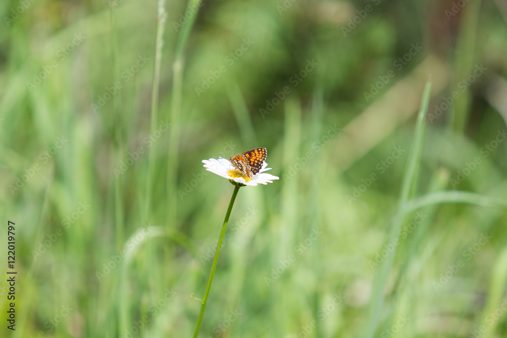 Butterfly on a daisy Butterfly on a daisy