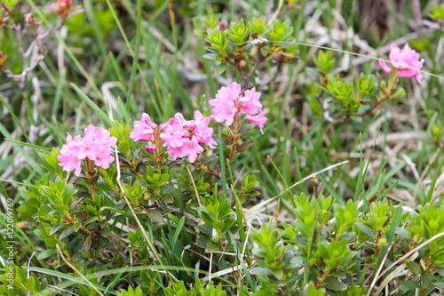 Alpine flora  Rust-leaved Alpenrose  Rhododendron Ferrugineum 