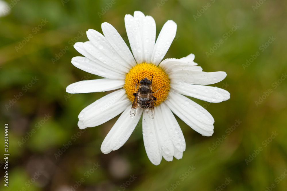 Close Up Of Bee On The Daisy Flower, A Bee Collects Nectar In The Daisy Flowers with water drops Close Up Of Bee On The Daisy Flower, A Bee Collects Nectar In The Daisy Flowers with water drops