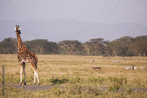 Giraffe in Nakuru National Park in Kenya