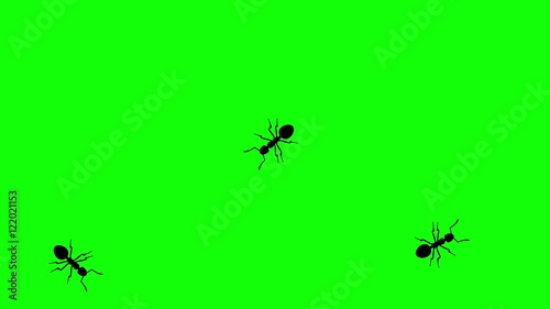 Three ants on green screen, CG animated silhouettes, seamless loop