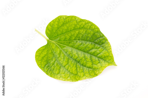 Wildbetal leafbush isolated on white background