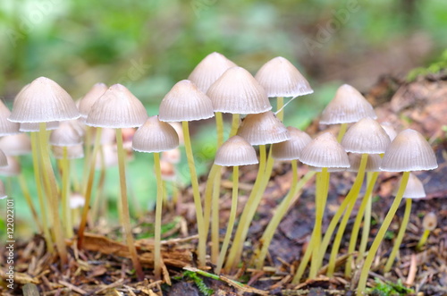 The ambient beetle (lat. Coprinellus disseminatus) photo