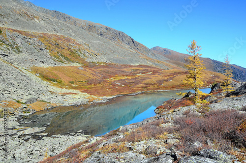 Горный Алтай, пожелтевшая пихта на скалистом берегу озера Акчан осенью 