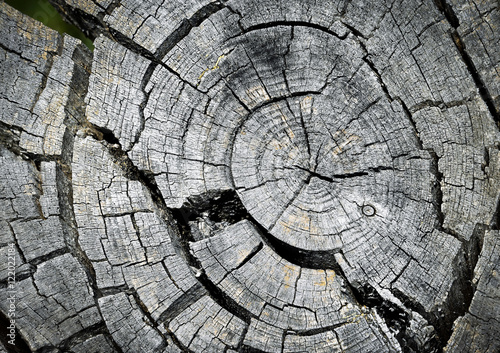 growth rings on the cut old mountain pine twig