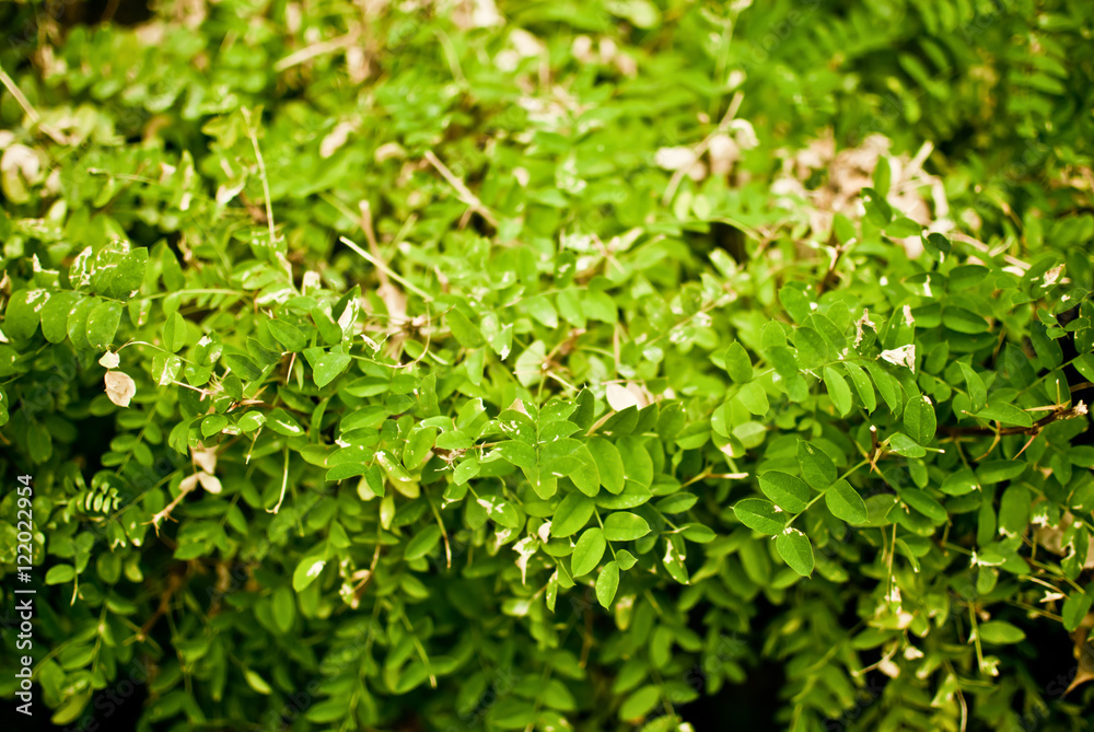 Green leves of the bush. Cloudy day in the park Green leves of the bush. Cloudy day in the park