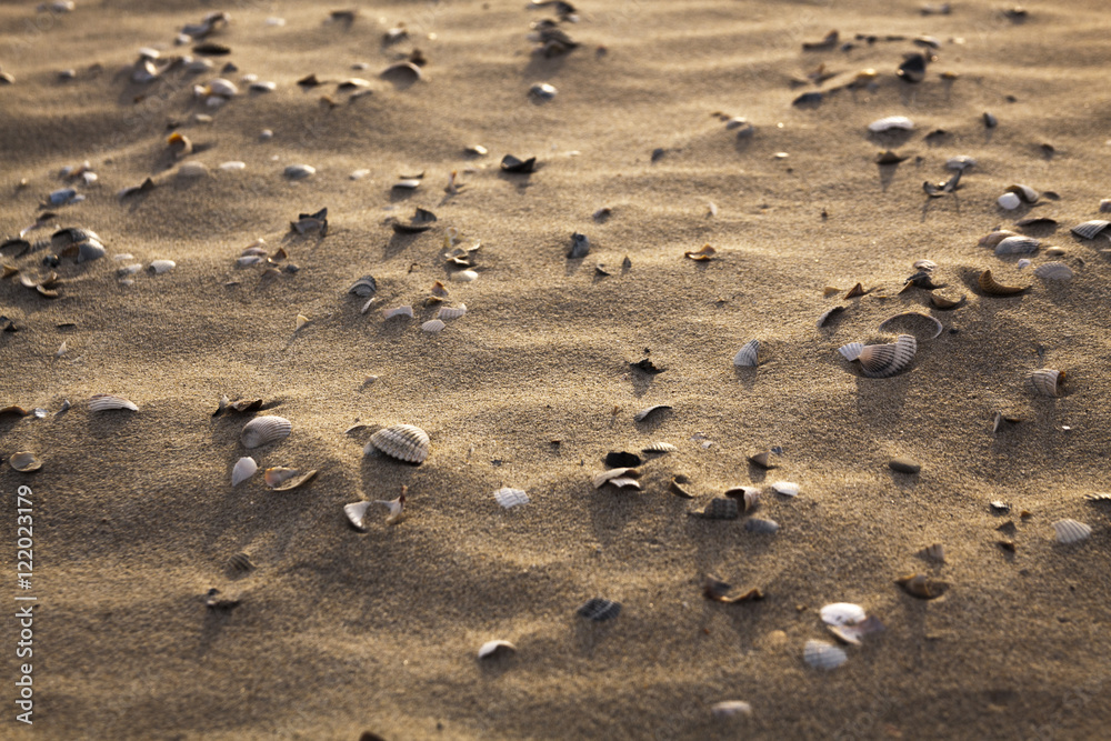 shells on beach shells on beach