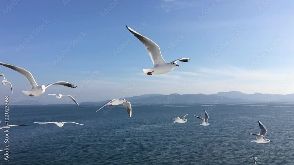 Seagull flying slow motion Kumamoto harbor,Japan Seagull flying slow motion Kumamoto harbor,Japan