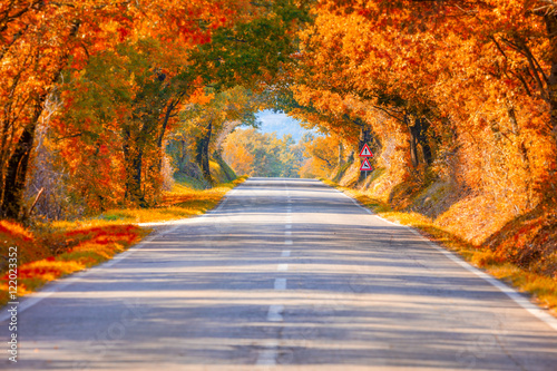 Autumn Fall Road landscape - Real trees tunne photo