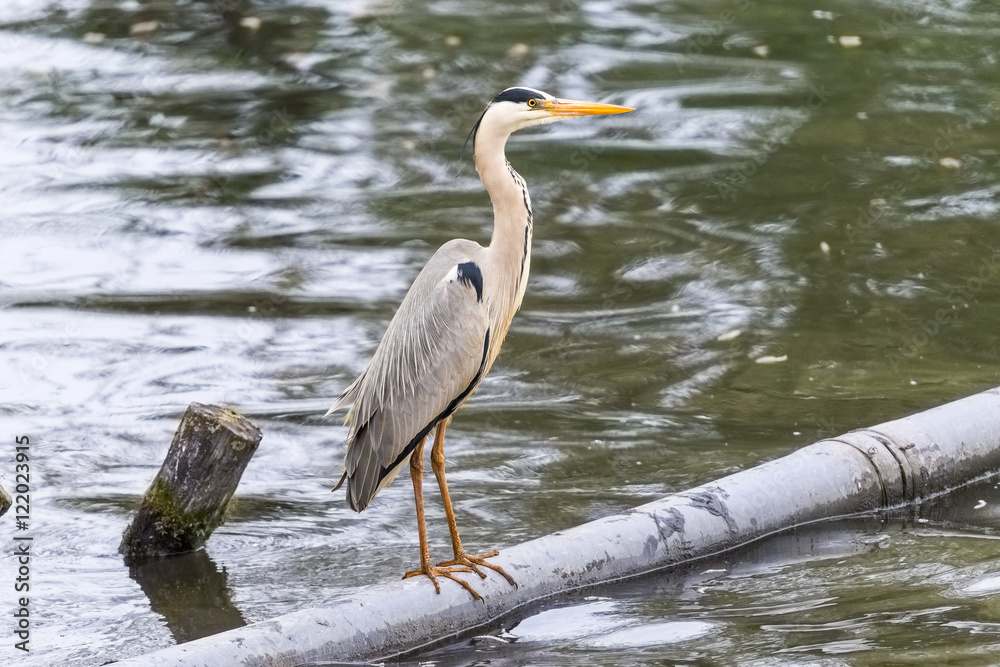 Heron fishing from a metal pipe going through the water. Heron fishing from a metal pipe going through the water.