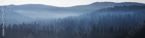 Waldpanorama mit Nebel