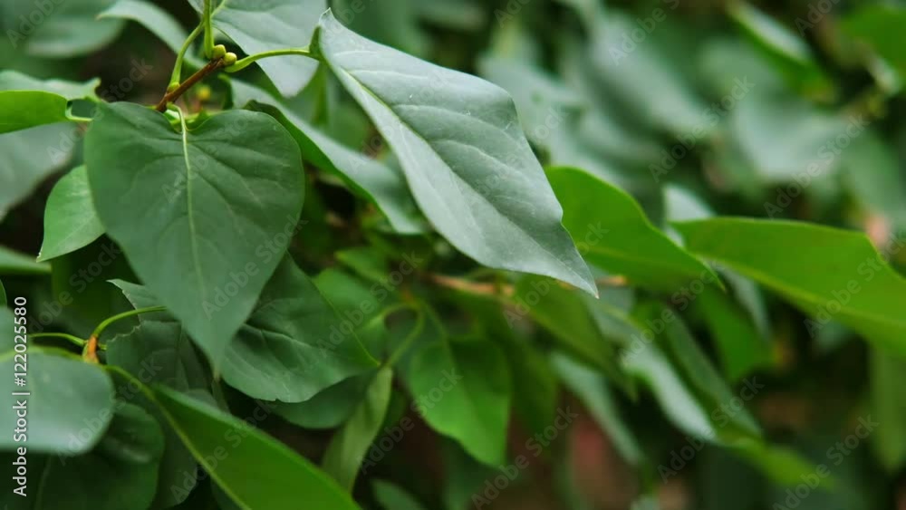 Green leaves fluttering on the wind. Big green leaves moving in a wind. Green leaves fluttering on the wind. Big green leaves moving in a wind.