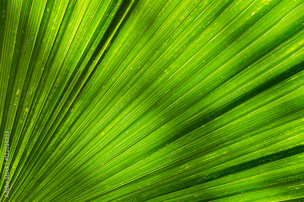 Close up of Tropical Green Leaf Texture use as a Background for Design Close up of Tropical Green Leaf Texture use as a Background for Design