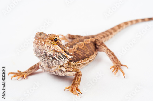 one agama bearded on white background.reptile close-up.