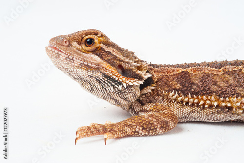 one agama bearded on white background.reptile close-up.