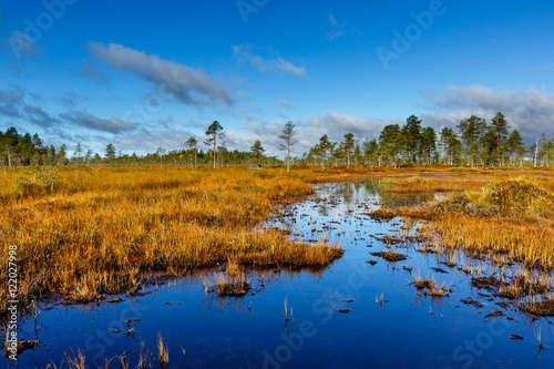 Autumn on the swamp, beautiful colors, Finland