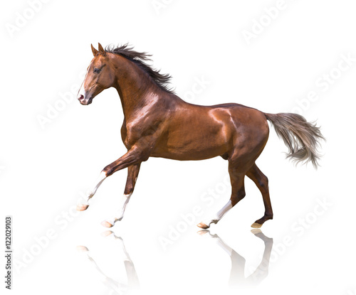 Fototapeta Naklejka Na Ścianę i Meble -  isolate of the brown galloping horse on the white backgound