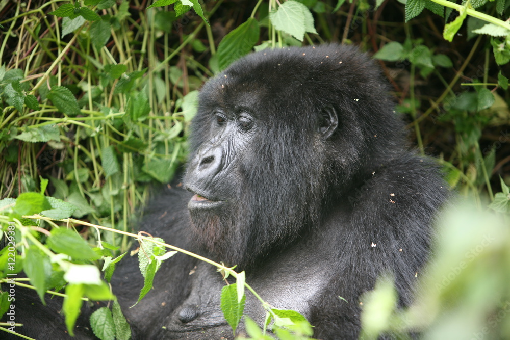 Wild Gorilla animal Rwanda Africa tropical Forest Wild Gorilla animal Rwanda Africa tropical Forest