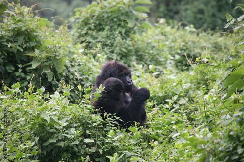 Wild Gorilla animal Rwanda Africa tropical Forest