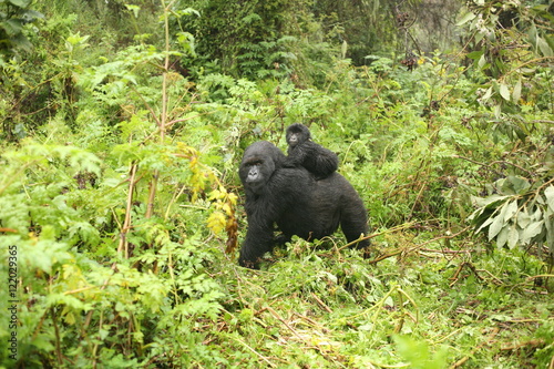 Wild Gorilla animal Rwanda Africa tropical Forest