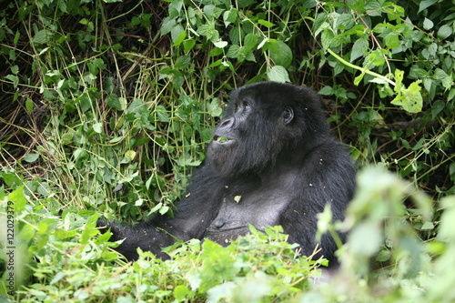 Wild Gorilla animal Rwanda Africa tropical Forest