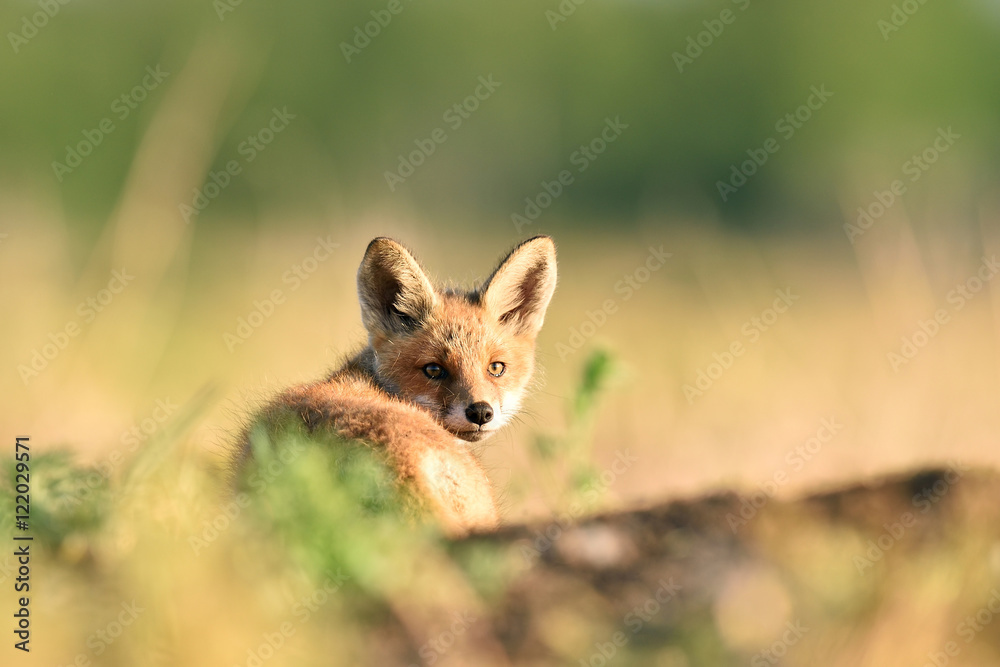 red fox kit resting at the sun