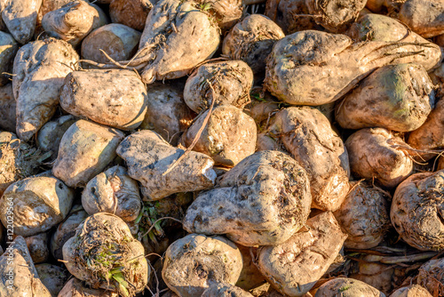 Closeup of piled recently harvested sugar beets at the edge of a Dutch field in early morning sunlight in the beginning of the fall season.