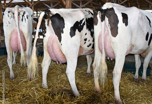 Cows with large udder