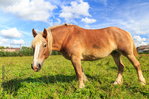 Draught-horse in pasture