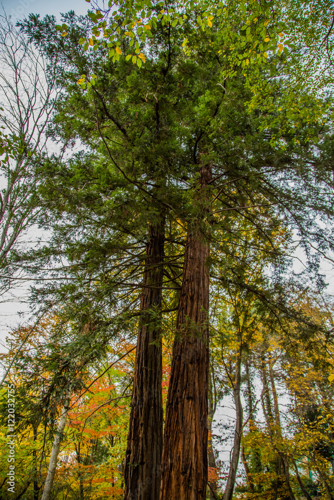 Fototapeta premium лес